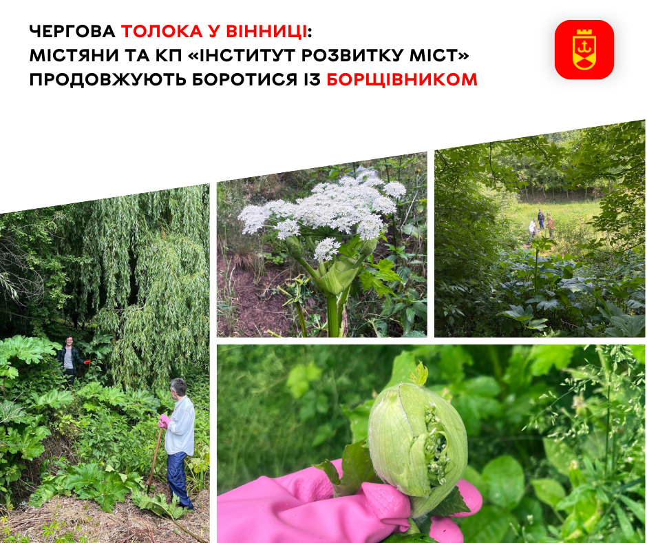 Чергова толока у Вінниці: містяни та КП «Інститут розвитку міст» продовжують боротися із борщівником